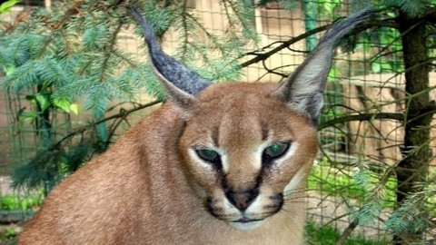 Mezi námi zvířaty - 12. září 2009