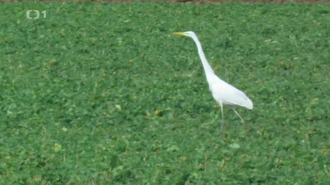 Živé srdce Evropy - Volavka bílá