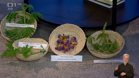 Sama doma - 17. února