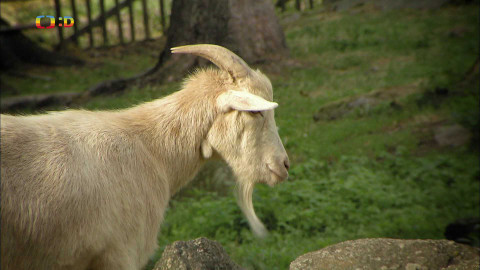 Čtení do ouška - Jirka s kozou