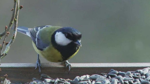 Novinky z přírody - Epizoda 37/53