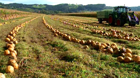 Postřehy odjinud - Štýrsko očima Marie Woodhamsové