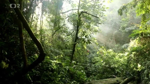 Nedej se! - Prales dětem