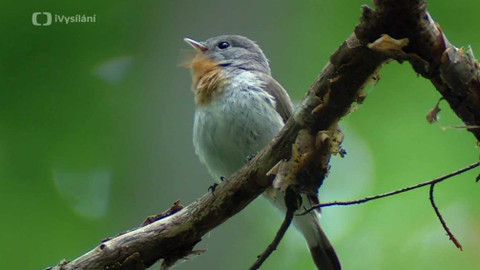 Minuty z přírody - Lejsek malý