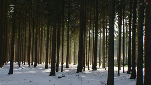 Nedej se! - Hospodaření v českých lesích