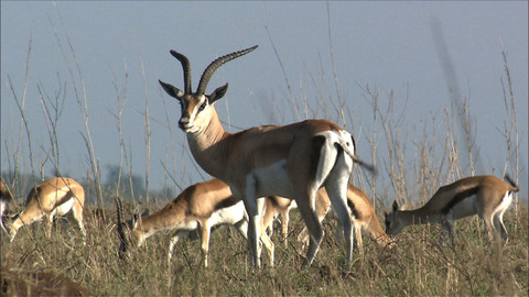 Obdivuhodný svět přírody - Gazely Grantovy