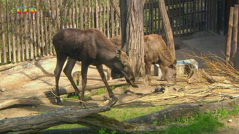 Terčin zvířecí svět - 10. listopadu 2023