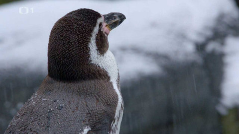 Máme rádi zvířata - 4. března 2024