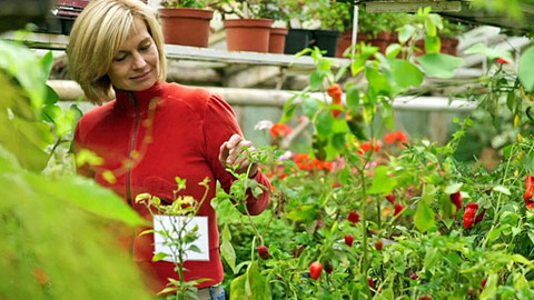 Kouzelné bylinky - Domácí lékař čili chilli