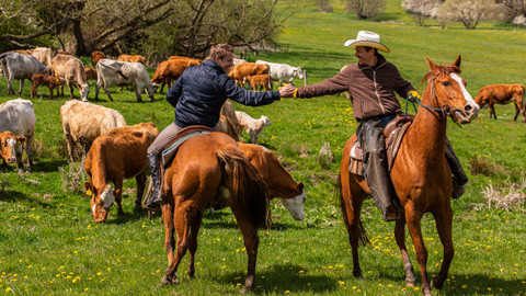 Českem na koňském hřbetu - 6/14 Honáci krav