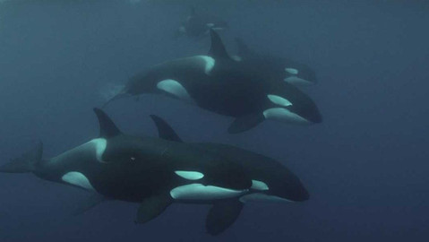 Dobrodružství vědy a techniky - Rozhovory zabijáků - mají kosatky svou řeč?