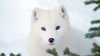 Max a Mája: Příběh lištiček