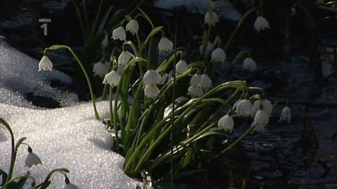 Živé srdce Evropy - Bledule jarní