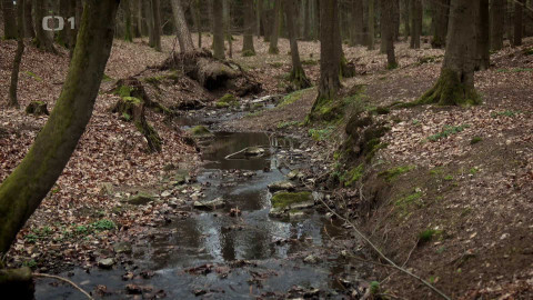 Kořeny lesa - Epizoda 7/40