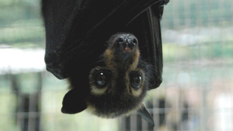 GEO 360° - Jenny, doktorka letounů