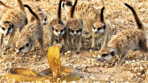 Obdivuhodný svět přírody - Surikaty, Kalahari