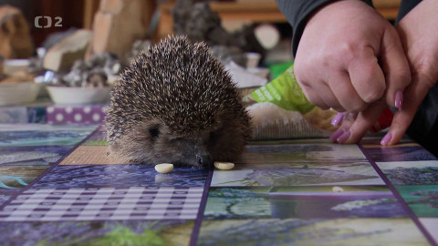 Nedej se! - Přítel ježek