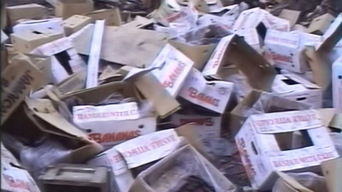 Archiv dne - 10. prosinec 1990: Banány ze skládky