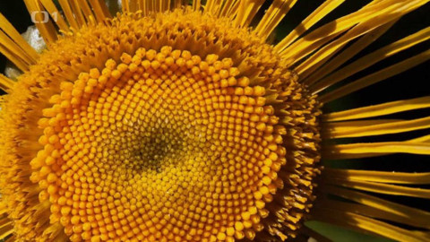 Polopatě - 8. listopadu 2020