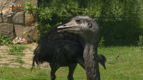 Terčin zvířecí svět - 20. listopadu 2020