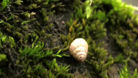 Živé srdce Evropy - Lačník stepní