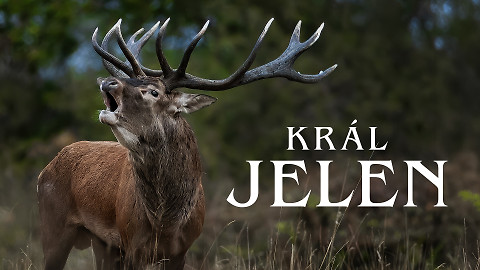 Král jelen