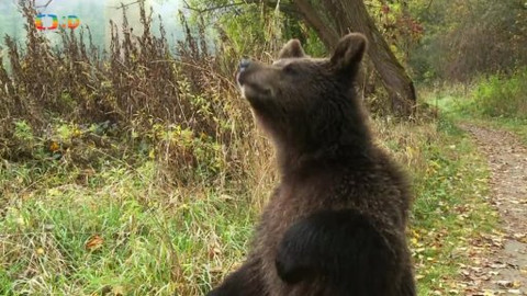 Méďové na cestách - 22/43 Podyjí