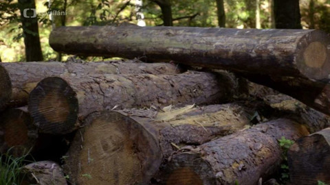 Kapka vody - Výmladkový les a jeho přínos