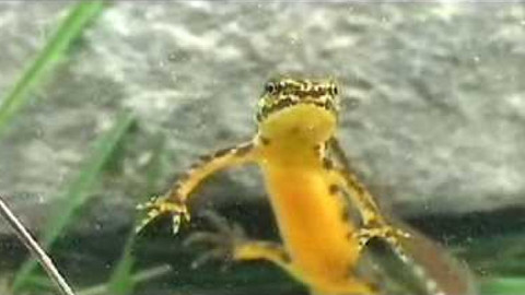 Živé srdce Evropy - Čolek karpatský