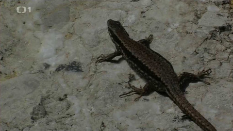 Živé srdce Evropy - Ještěrka zední