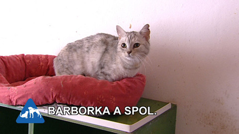 Chcete mě? - Chcete je?