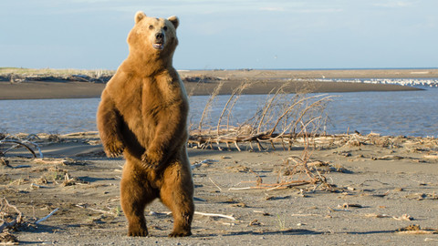 Naše kulatá planeta - Medvědi, sto způsobů přežití