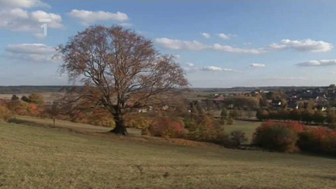 Živé srdce Evropy - Buk u Mšeckých Žehrovic