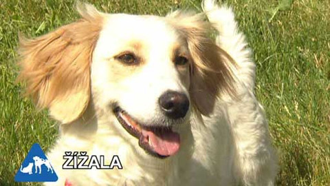 Chcete mě? - Chcete je?