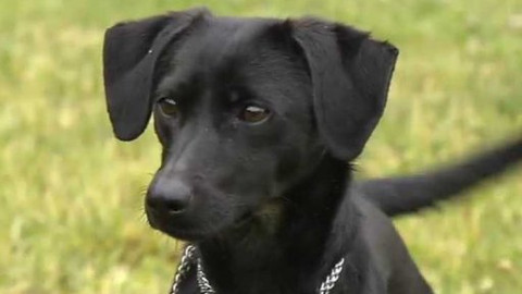 Chcete mě? - Chcete je?