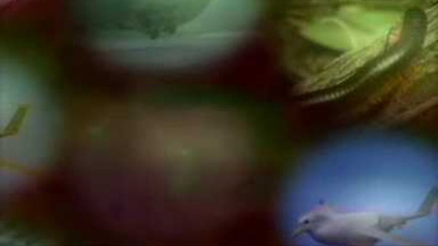 Odhalené souvislosti - Ptáci a aerodynamika létání