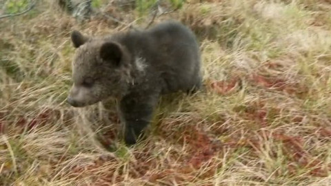 Méďové na cestách - 4/43 Jižní Šumava