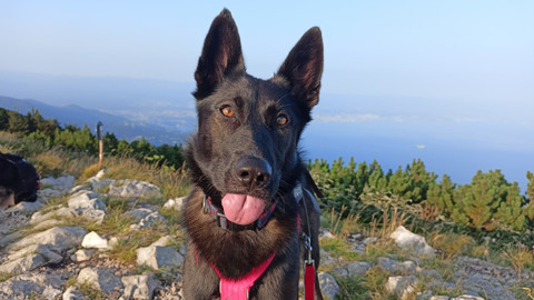 Test iV - Test iV 2025