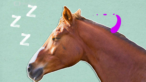 To je něco! - Proč spí koně vestoje?
