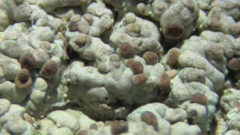 Živé srdce Evropy - Malohubka laločnatá