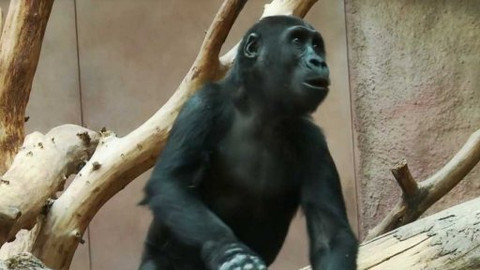 Gorilí povídání - 13/13 O žirafách