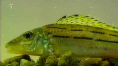 Živé srdce Evropy - Ježdík žlutý