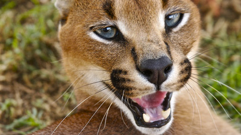 60 zvířecích zabijáků - Epizoda 3/20