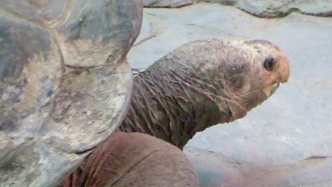 Mezi námi zvířaty - 3. ledna 2009