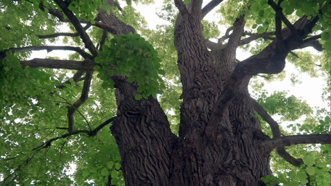 Co naše babičky uměly a na co my jsme zapomněli - Dřevo