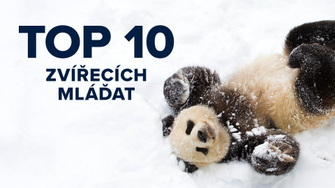 TOP 10 zvířecích mláďat