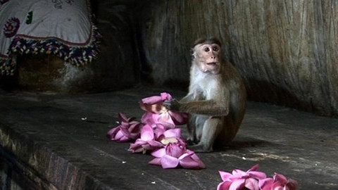 Na cestě - Na cestě po Srí Lance