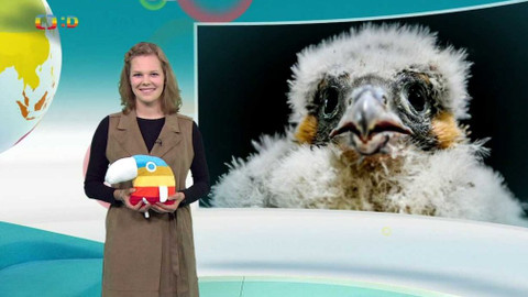 Zprávičky - 9. června 2020