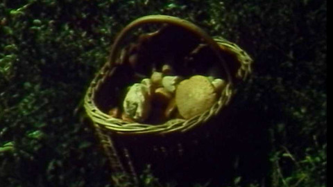 Archiv týdne - 4. srpen 1988: Něco pro houbaře