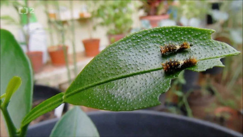 Nedej se! - Tajemství rostlin